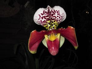 Paphiopedilum Baby Doll