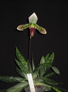 Paphiopedilum Montagnard