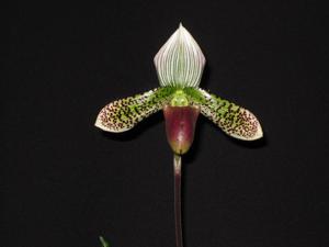 Paphiopedilum Montagnard