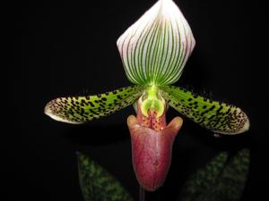 Paphiopedilum Montagnard