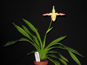 Paphiopedilum Geigelstein