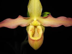 Paphiopedilum Geigelstein