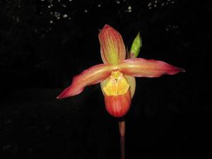 Phragmipedium Noirmont