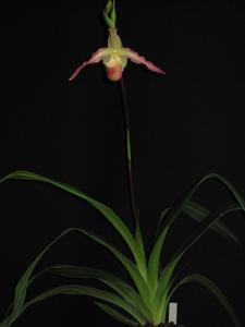 Phragmipedium After-Glo