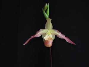 Phragmipedium After-Glo