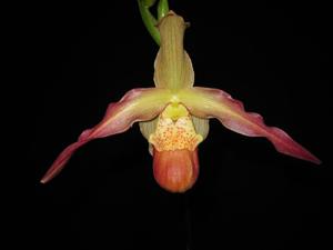 Phragmipedium After-Glo