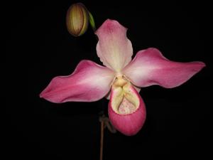 Phragmipedium Suzanne Decker