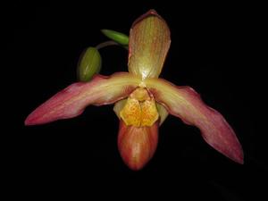 Phragmipedium Inca Embers