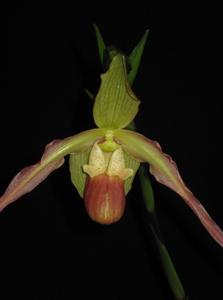 Phragmipedium Saint Peter