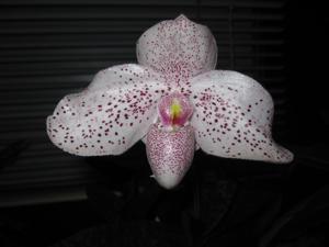 Paphiopedilum Vanda M. Pearman