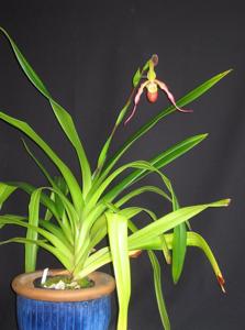 Phragmipedium Fliquet