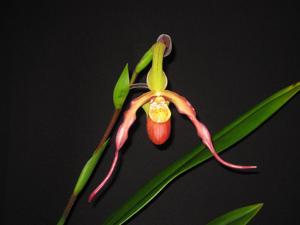 Phragmipedium Fliquet