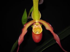 Phragmipedium Fliquet