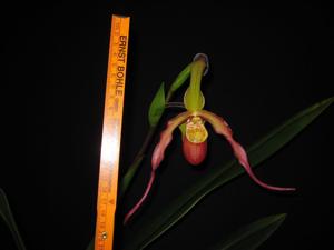 Phragmipedium Fliquet