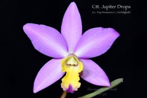 Cattlianthe Jupiter Drops