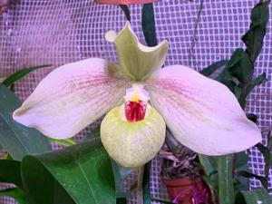Paphiopedilum Memoria Larry Heuer
