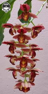 Catasetum Stephen Moffitt