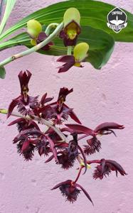 Catasetum Eusimar Filho