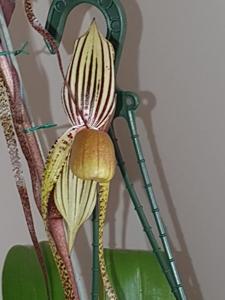 Paphiopedilum Kolosand