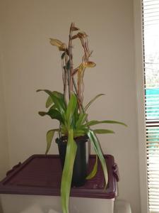 Paphiopedilum Kolosand