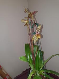 Paphiopedilum Kolosand