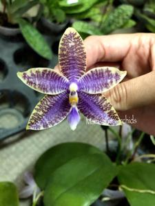 Phalaenopsis KS Ocean Ludde