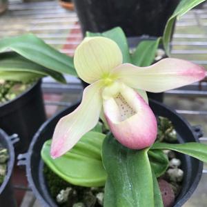 Phragmipedium Professor Braem