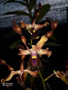 Dendrobium Nurjanah