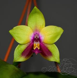 Phalaenopsis LD's Bear Queen