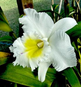 Rhyncholaeliocattleya Mount Hood