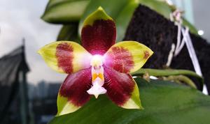 Phalaenopsis Tying Shin Fly Eagle