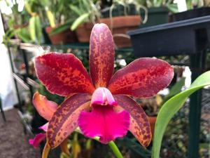 Cattleya Jalapa