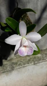 Cattleya Kiritsubo