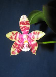 Phalaenopsis Tetrasambo-Almanis