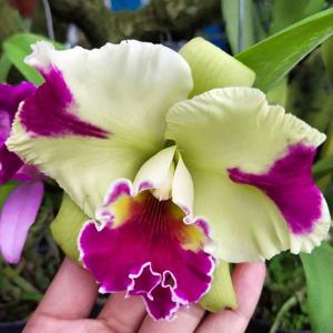 Rhyncholaeliocattleya Hwa Yuan Grace