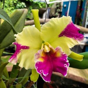 Rhyncholaeliocattleya Hwa Yuan Grace