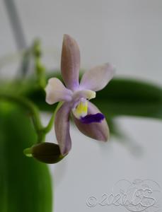 Phalaenopsis Sapphire's Tetramartin-Jennifer Palermo