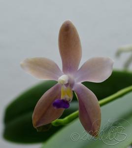 Phalaenopsis Sapphire's Tetramartin-Jennifer Palermo