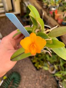 Cattlianthe Faikon Ball