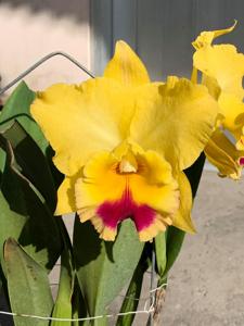 Rhyncholaeliocattleya Goldenzelle