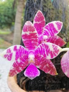 Phalaenopsis Wilson Tobia