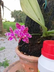 Phalaenopsis Wilson Tobia