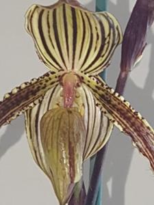 Paphiopedilum Booth's Strap Leaf