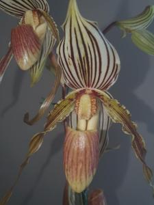 Paphiopedilum Edna Ratcliffe