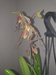 Paphiopedilum Edna Ratcliffe