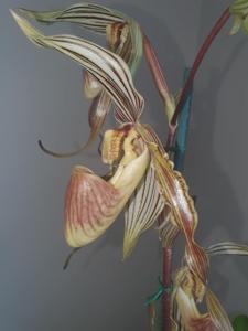 Paphiopedilum Edna Ratcliffe