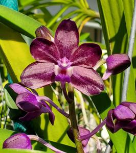 Vanda Paula Zabik