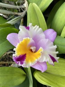 Cattleya Irene's Song