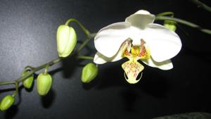 Phalaenopsis Louisiana Pixie