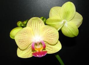 Phalaenopsis Hornglin Vicky